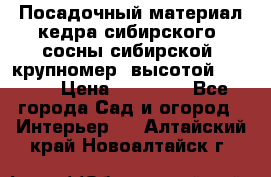 Посадочный материал кедра сибирского (сосны сибирской) крупномер, высотой 3-3.5  › Цена ­ 19 800 - Все города Сад и огород » Интерьер   . Алтайский край,Новоалтайск г.